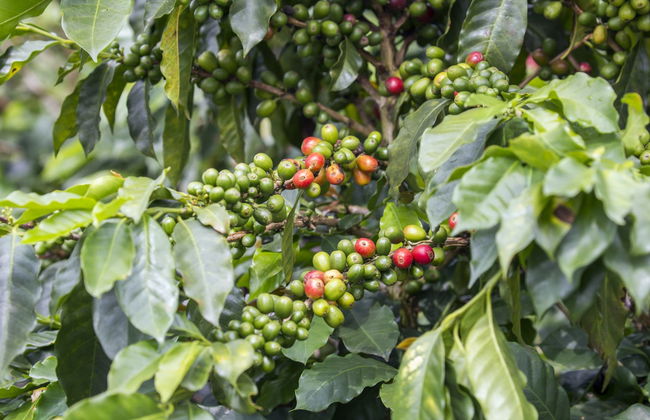 Private Tour of Pereira - Foto 5