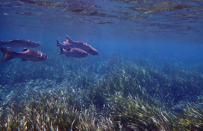 Excursión a Tabarca en barco + Snorkel - Foto 2