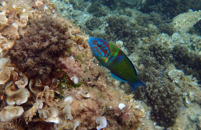Excursión a Tabarca en barco + Snorkel - Foto 3