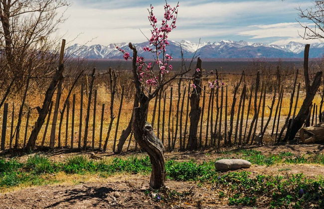 Excursão ao Vale de Calingasta - Foto 1