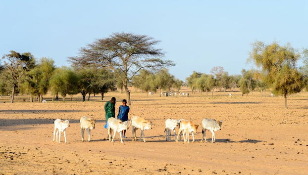 Excursión privada a Joal-Fadiouth y a un poblado serer - Foto 4