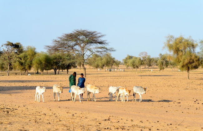 Excursión privada a Joal-Fadiouth y a un poblado serer - Foto 4