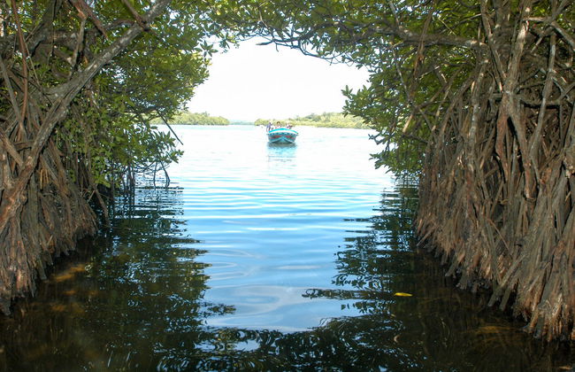 Bentota Mangrove Boat Tour - Foto 1