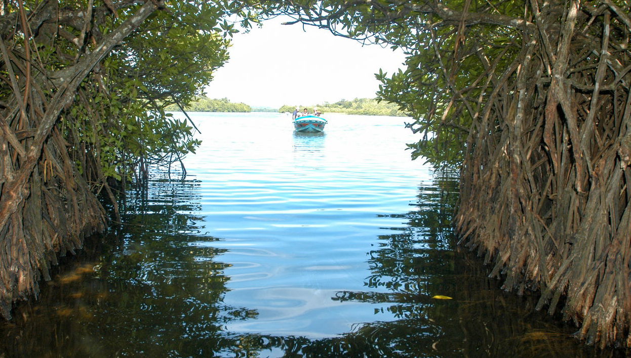 Bentota Mangrove Boat Tour - Foto 1