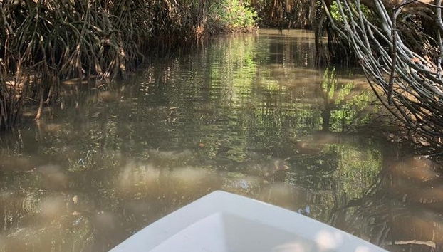 Bentota Mangrove Boat Tour - Foto 5