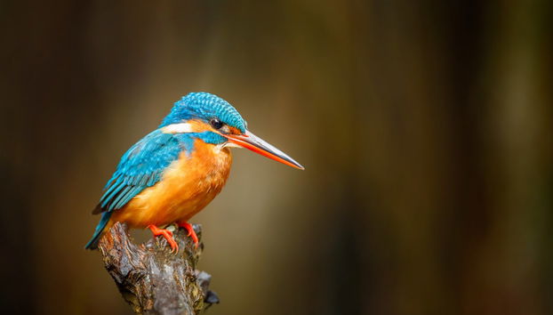 Bentota Mangrove Boat Tour - Foto 4