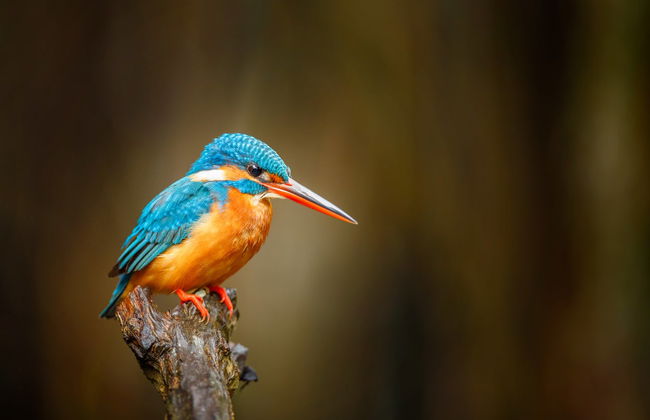Bentota Mangrove Boat Tour - Foto 4