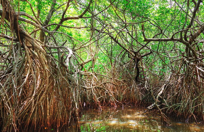 Balade en bateau dans les mangroves de Bentota - Photo 4