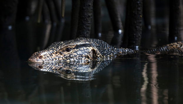 Bentota Mangrove Boat Tour - Foto 2