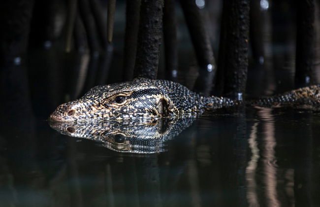 Bentota Mangrove Boat Tour - Foto 2