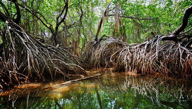 Bentota Mangrove Boat Tour - Foto 3