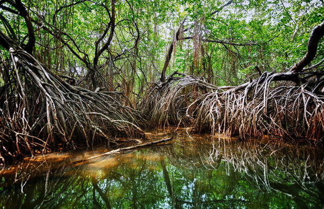 Bentota Mangrove Boat Tour - Foto 3