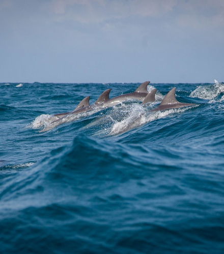 Foto - Avvistamento di delfini al Parco Nazionale Marino Kisite