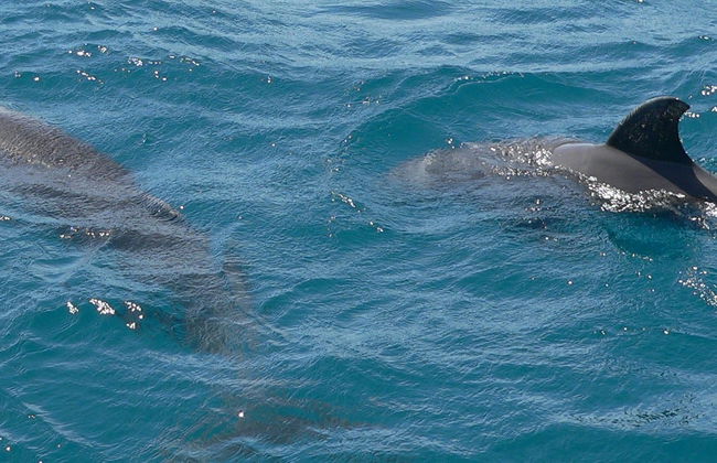 Observation de dauphins dans le parc national marin de Kisite - Photo 8