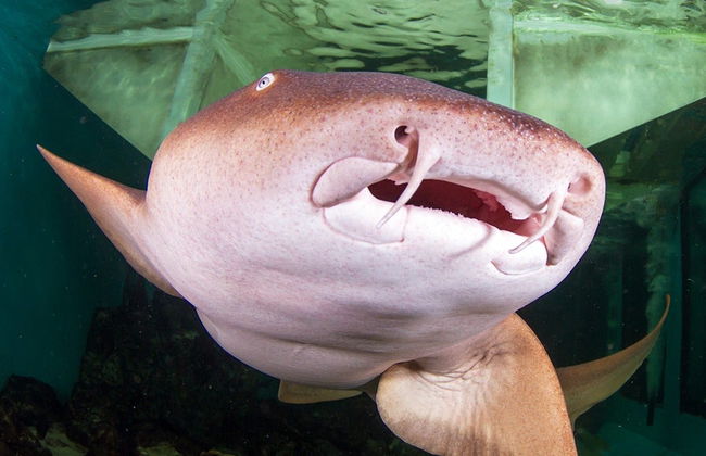 Entrada al Acuario Marino Clearwater - Foto 1