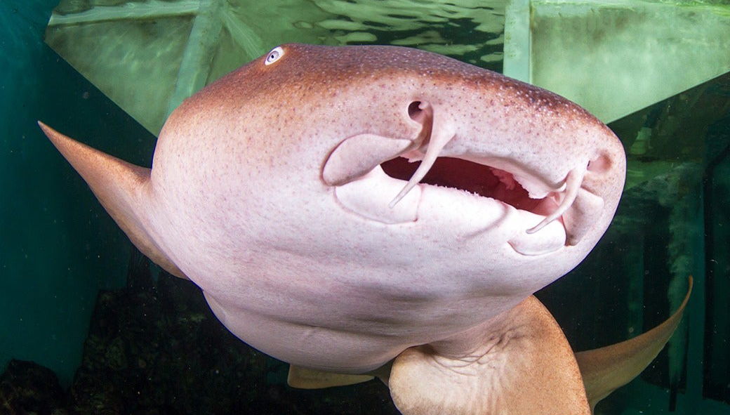 Entrada al Acuario Marino Clearwater - Foto 1