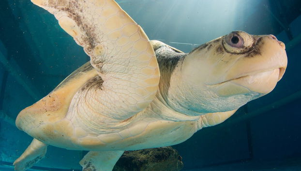 Entrada al Acuario Marino Clearwater - Foto 5