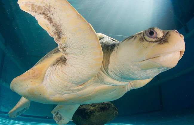 Entrada al Acuario Marino Clearwater - Foto 5