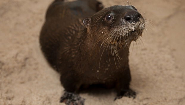 Entrada al Acuario Marino Clearwater - Foto 4