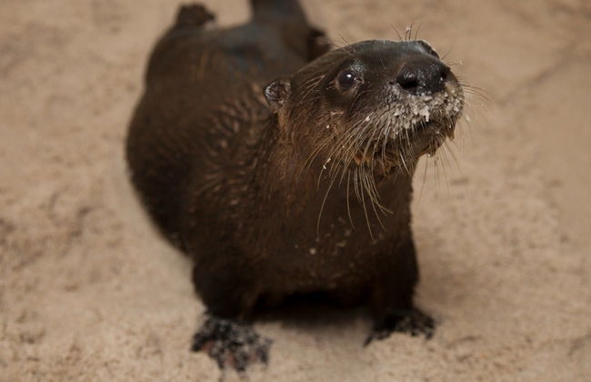 Entrada al Acuario Marino Clearwater - Foto 4