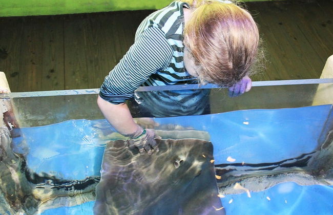 Entrada al Acuario Marino Clearwater - Foto 3