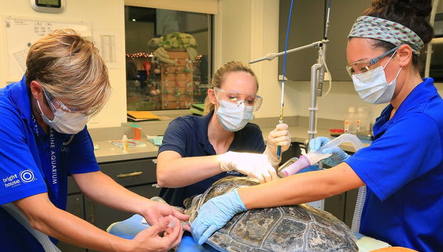 Entrada al Acuario Marino Clearwater - Foto 2