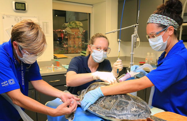 Entrada al Acuario Marino Clearwater - Foto 2