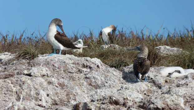 Excursion to Punta Mita & the Marieta Islands - Photo 5
