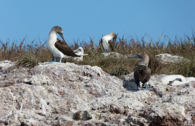 Excursión a Punta Mita e islas Marietas - Foto 5