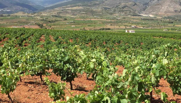 Visita al Cortijo El Cura + Cata de vinos - Foto 3