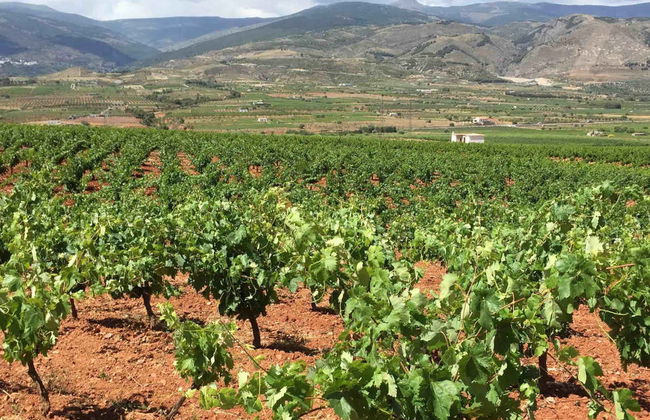 Visita al Cortijo El Cura + Cata de vinos - Foto 3