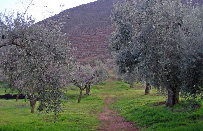 Visita al Cortijo El Cura + Cata de vinos - Foto 6
