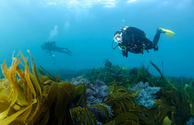Intro to Scuba Diving Experience - Photo 2