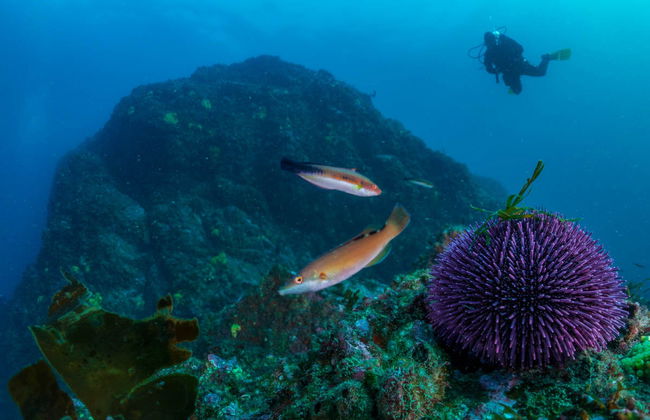 Intro to Scuba Diving Experience - Photo 6