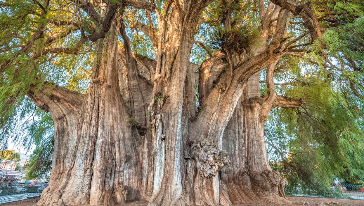 Tour en bicicleta por Santa María del Tule - Foto 1