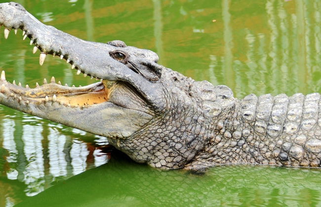 Crocodile Park - Foto 8
