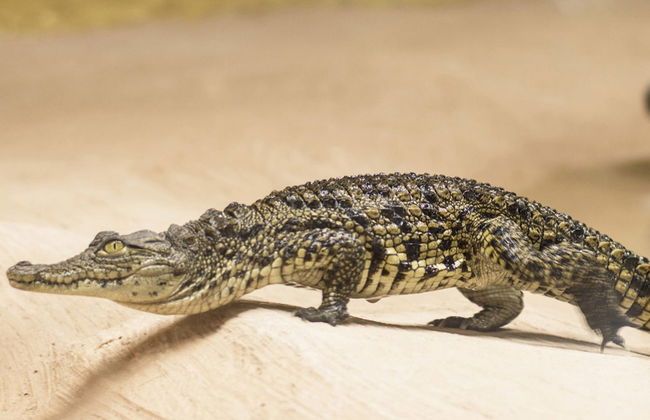 Crocodile Park - Foto 5