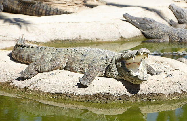 Crocodile Park - Foto 2