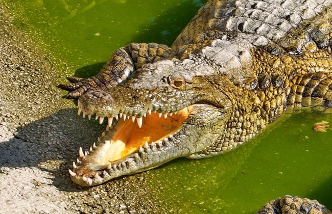 Crocodile Park - Foto 4