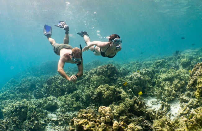 Big Island Snorkel Tour - Photo 4