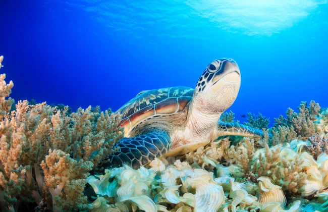 Snorkeling sur l'île d'Hawaï - Photo 1