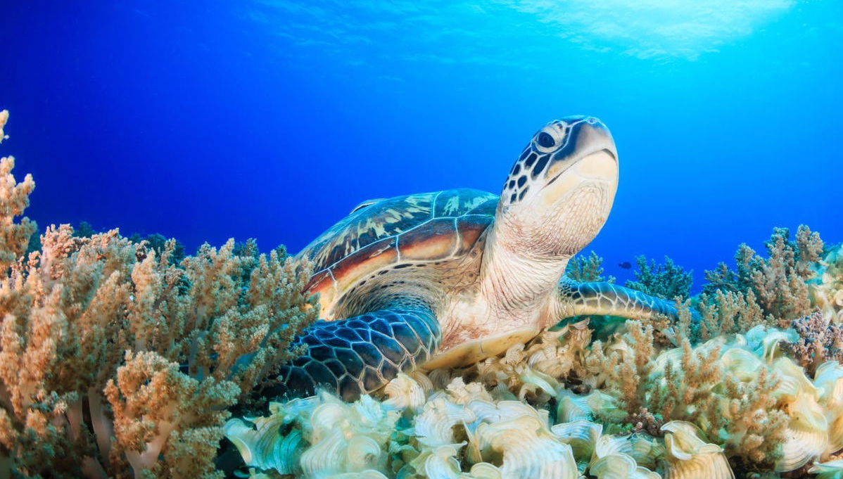 Snorkel en Isla de Hawái - Foto 1