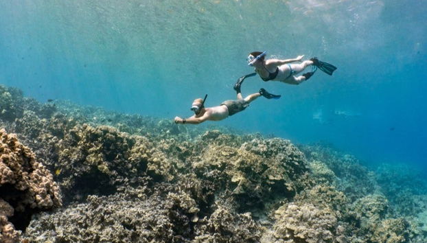 Snorkel en Isla de Hawái - Foto 4
