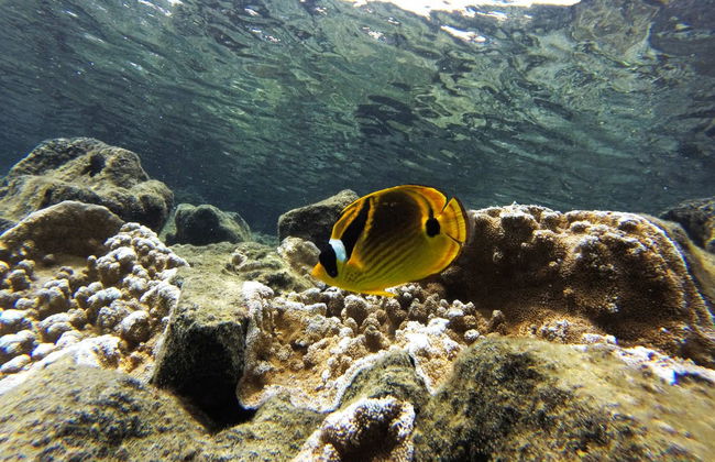 Snorkeling sur l'île d'Hawaï - Photo 3