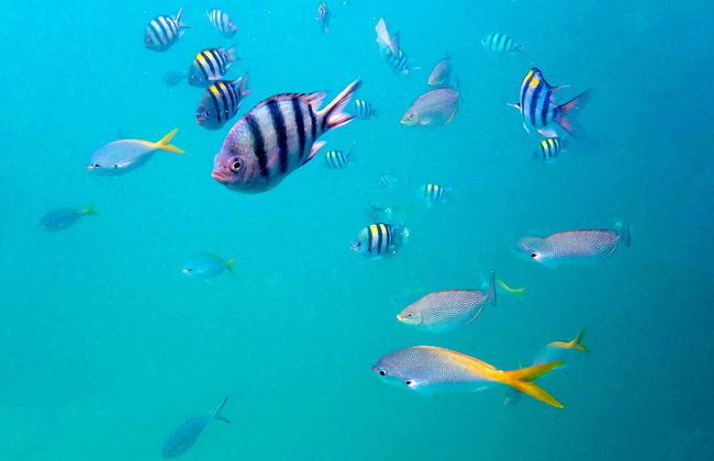 Snorkel en Koh Rang - Foto 1