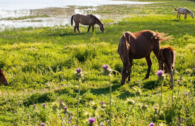 Doñana National Park Horse Riding Tour - Photo 6