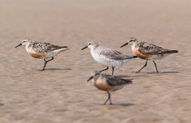 Doñana National Park Horse Riding Tour - Photo 7
