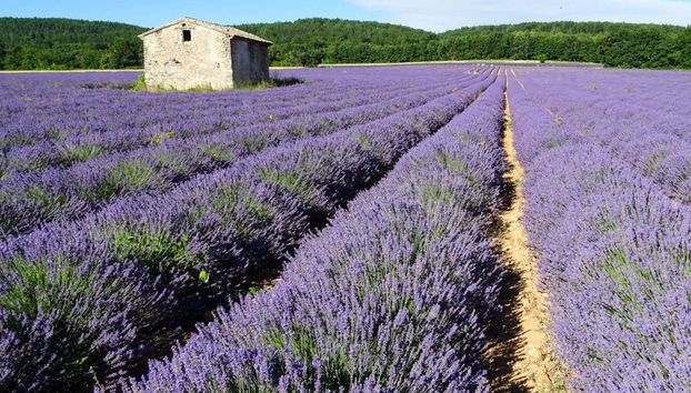Tour de la lavanda por Sault - Foto 2