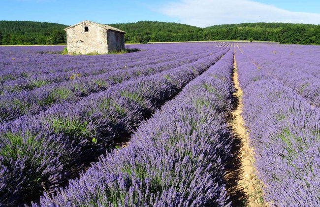 Tour de la lavanda por Sault - Foto 2
