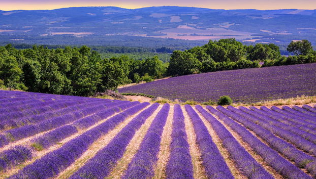 Tour de la lavanda por Sault - Foto 4
